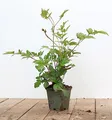 Astilbe japonica 'Montgomery' 9x9 cm Topf – Winterhart, Mehrjährig, Pflegeleicht – Prachtspiere – Staude für Schattenbeet & Garten