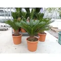 XL Premium Palmfarn 70 - 90 cm Cycas Revoluta Sagopalme Palme, innen + außen