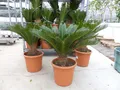 XL Premium Palmfarn 70 - 90 cm Cycas Revoluta Sagopalme Palme, innen + außen