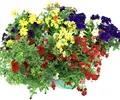 Sommer Blumen Set Nr.1, 3 bunte Beet und Balkonblumen (z.b. Zauberglöckchen, Verbenen, Mini Petunien, Elfenspiegel.....)