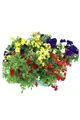 Enseleits Sommer Blumen Set Nr.1, 3 bunte Beet und Balkonblumen  (z.b. Zauber...