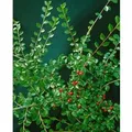 Cotoneaster Divaricatus Strauchmispel 125–150 cm Rote Beeren