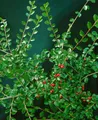 Pflanzen für Dich Gehölze Cotoneaster divaricatus, 1 St., Spaliermispel, Strauchmispel