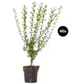 Gemeiner Liguster für 10 Meter Hecke ca. 60-100 cm 40 x 3 l Topf, Dehner