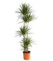 Dehner Zimmerpflanze Drachenbaum, Dracaena marginata, mehrtriebig, rötl. umrandete Blätter