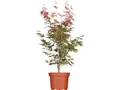 Pflanzen für Dich Gehölze Acer palm. Atropurpureum, 1 St., Roter Fächerahorn, Japanischer Ahorn
