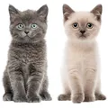 Katzen-Baby Fensterbild Set I beidseitig bedruckte Fenster-Aufkleber I dv_978