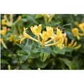 Lonicera Heckrottii Geißblatt Duftend 100–150 cm