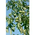 Juglans Regia Lake Walnussbaum 150–200 cm
