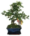 Bonsai Fukientee - Carmona microphylla - ca. 6 Jahre