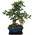 Exotenherz Bonsai Fukientee Carmona Microphylla ca. 6 Jahre