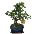 Bonsai Fukientee - Carmona microphylla - ca. 6 Jahre