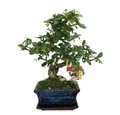 Exotenherz Zimmerpflanze Bonsai Fukientee - Carmona microphylla - ca. 6 Jahre