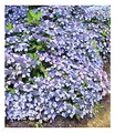 BALDUR Garten 2x Winterharte Zwerg-Hortensien 'Koreana', Pflanzen im 9x9 cm-Topf, Hydrangea marcrophylla, Bodendecker winterhart, pflegeleicht, für Standort im Schatten geeignet, blühend