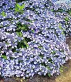 BALDUR Garten Zierstrauch Zwerg-Hortensie 'Koreana', 2 St., Tellerhortensien, reichblühend, winterhart, mehrjährig