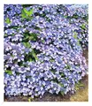 Winterharte Zwerg-Hortensien 'Koreana', Hydrangea marcrophylla, 2 Pflanze