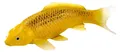 Mojo Spielfigur Sealife Koi Karpfen Kin Matsuba Koi Gold Spielzeug