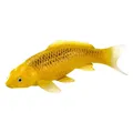 Mojo Sealife Koi-Karpfen – Chin Matsuba Koi – 381105