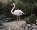 Ubbink Teichdekoration Flamingo
