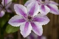 Pflanzen für Dich Kletterpflanze Clematis Hybride Carnaby, 1 St., Waldrebe, zweifarbig, langblühend
