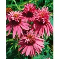 Echinacea Purpurea Doppeldecker Roter Sonnenhut Ca. 9x9 cm Topf