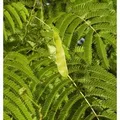 Seidenakazie - Schlafbaum 40-60cm - Albizia julibrissin