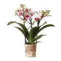 Kolibri Orchideen - Weiße Phalaenopsis Orchidee - Mineral Gibraltar - Topf 9cm