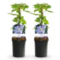 GreenboutiQ - Kletterpflanze - Clematis Blue Angel - Blüte Licht Blau - Wenig Pflege - 2 Pflanzen - Topf 11cm Höhe 40cm