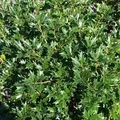 Ilexblättrige Duftblüte 80-100cm - Osmanthus heterophyllus