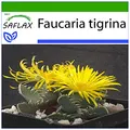 SAFLAX - Kakteen - Echter Tigerrachen - 40 Samen - Mit keimfreiem Anzuchtsubstrat - Faucaria tigrina