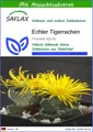 SAFLAX Blumensamen SAFLAX - Samen und Substrat - Echter Tigerrachen