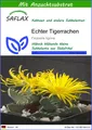 SAFLAX - Samen und Substrat - Echter Tigerrachen - 40 Samen