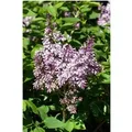 Syringa Patula Miss Kim Flieder Lavendelblau 80–100 cm