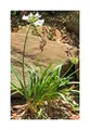 Stk - 10x Agapanthus praecox Alba Weiße Schmucklilie Garten Pflanzen - Samen ID648 - Seeds & Plants Shop by Ipsa