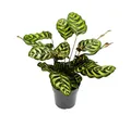 Exotenherz Zimmerpflanze Schattenpflanze Calathea makoyana Korbmarante 14cm Topf 35-40cm hoch
