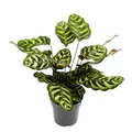 Schattenpflanze Calathea makoyana - Korbmarante - 14cm Topf - ca. 35-40cm hoch