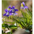 Hunds-Veilchen  - Viola canina