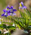 Hunds-Veilchen  - Viola canina