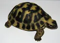 Rofu Dekofigur/Gartenfigur/Schildkröte/Tierfigur/Garten Deko/Kunststein/Polyresin/frostfest/Dehner /
