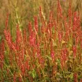 6 x Kerzenknöterich 'Orange Field' Persicaria amplexicaulis Topf 9cm Orangefarbene Blüten