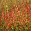 6 x Kerzenknöterich - Persicaria amplexicaulis 'Orange Field' | Topf 9cm x 9cm