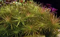 Aquaone Wasserpflanze Aquarium Pflanze Pogostemon stellata Nr.053G