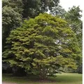 Fächer Ahorn 125-150cm - Acer palmatum
