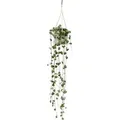 Exotenherz Zimmerpflanze zum Hängen Ceropegia Woodii Leuchterblume 10cm Ampel