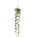 Zimmerpflanze zum Hängen Ceropegia woodii Leuchterblume 10cm Ampel