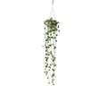Exotenherz Zimmerpflanze Zimmerpflanze zum Hängen Ceropegia woodii Leuchterblume 10cm Ampel