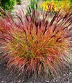 BALDUR Garten Gräser Chinaschilf 'Red Chief', 3 St., Süßgrasartige, mehrjährig, pflegeleicht