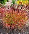 BALDUR Garten Chinaschilf 'Red Chief',3 Pflanzen