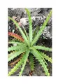 10x Hechtia glomerata Guapilla Bromelie Garten Pflanzen - Samen ID572