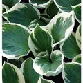 Funkie Patriot - Hosta Hybrid